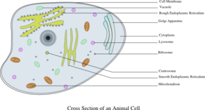 Animal Cell Labeled Clip Art